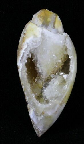 Chalcedony Replaced Gastropod Fossil With Druzy Quartz #29340